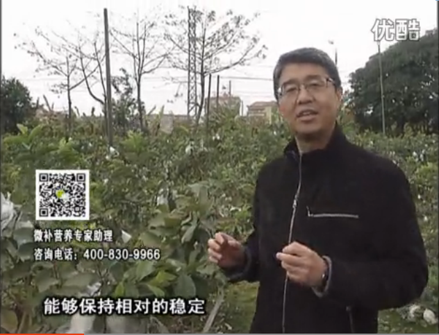 20160328珠江臺搖錢樹：番石榴淋沖微補根力鈣+微補精力，凍后恢復長勢、促進開花坐果