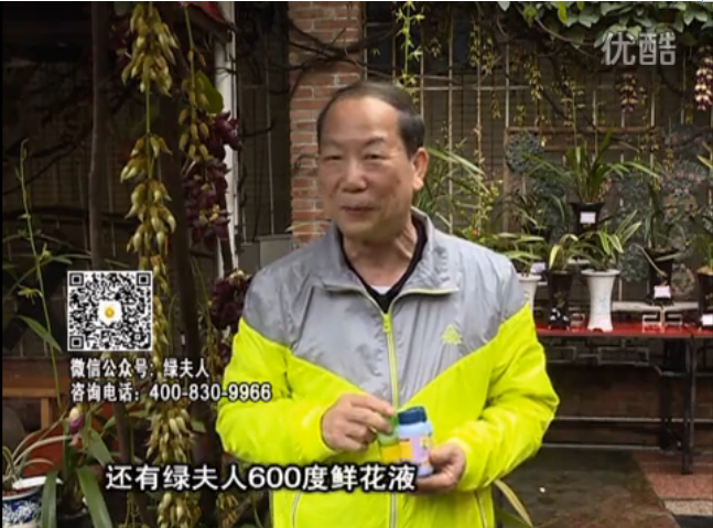 20160404珠江臺(tái)搖錢(qián)樹(shù)：養(yǎng)禾雀花等盆栽，用綠夫人營(yíng)養(yǎng)液養(yǎng)得好又增色