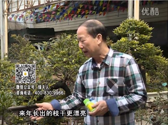 通叔親自體驗(yàn)，盆景凍后用綠夫人營(yíng)養(yǎng)液抽芽恢復(fù)好