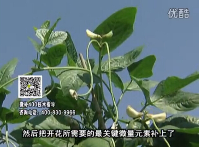 20160502珠江臺搖錢樹：雨水天多蔬菜香蕉長勢差沒產(chǎn)量？撒微補倍力促根壯長勢