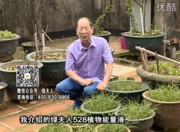 20160509珠江臺(tái)搖錢(qián)樹(shù)：天臺(tái)種葉菜用綠夫人營(yíng)養(yǎng)液，抗病好、長(zhǎng)勢(shì)綠