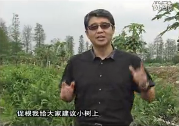 20160509珠江臺(tái)搖錢樹：柑橘淋微補(bǔ)根力鈣+精力，噴微補(bǔ)葉面肥，保樹分果好