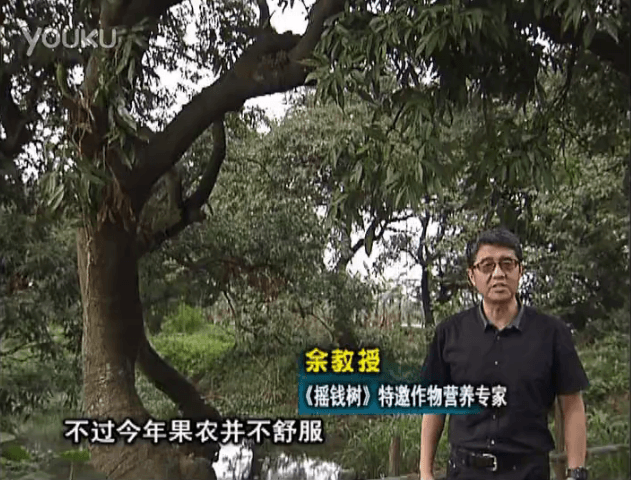 20160523珠江臺搖錢樹：荔枝龍眼用微補方案，膨果好、果硬有品質，保樹綠