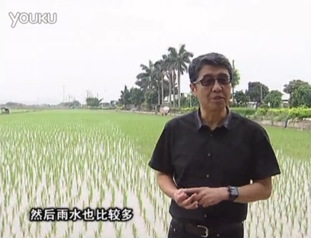 20160530珠江臺搖錢樹：水稻、甘蔗用微補方案，促根壯長勢，提高收益