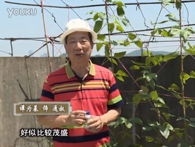 20160530珠江臺(tái)搖錢(qián)樹(shù)：天臺(tái)種豆角用綠夫人160度補(bǔ)鈣抗病液，長(zhǎng)勢(shì)壯，幫助開(kāi)花坐果