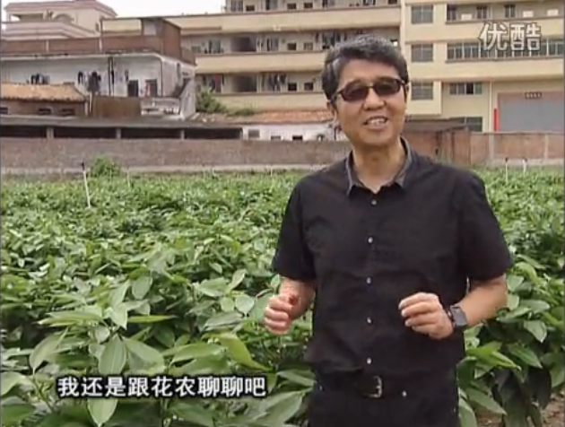20160606珠江臺搖錢樹：觀葉植物用微補方案，壯根提長、保葉抗病好！