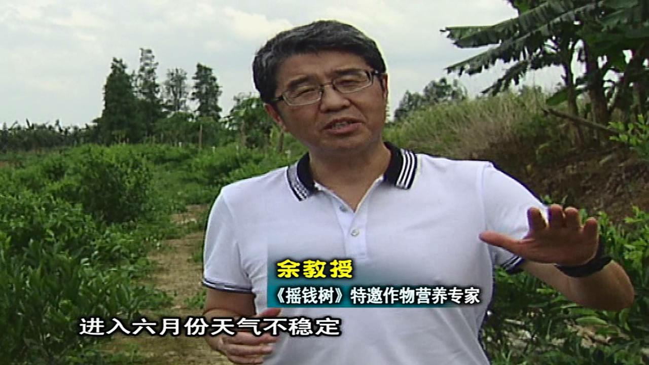 20160613珠江臺(tái)搖錢樹：柑橘噴微補(bǔ)蓋力、淋根力鈣，補(bǔ)鈣減少裂果、太陽果、果更硬