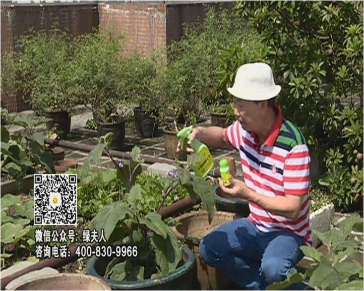 20160613珠江臺搖錢樹：天臺種茄瓜用綠夫人，長勢靚，開花結(jié)果好