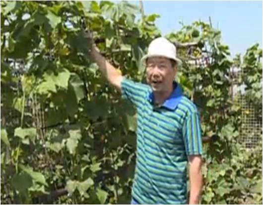 20160620珠江臺搖錢樹：天臺蔬菜用綠夫人營養(yǎng)液，開花坐果好