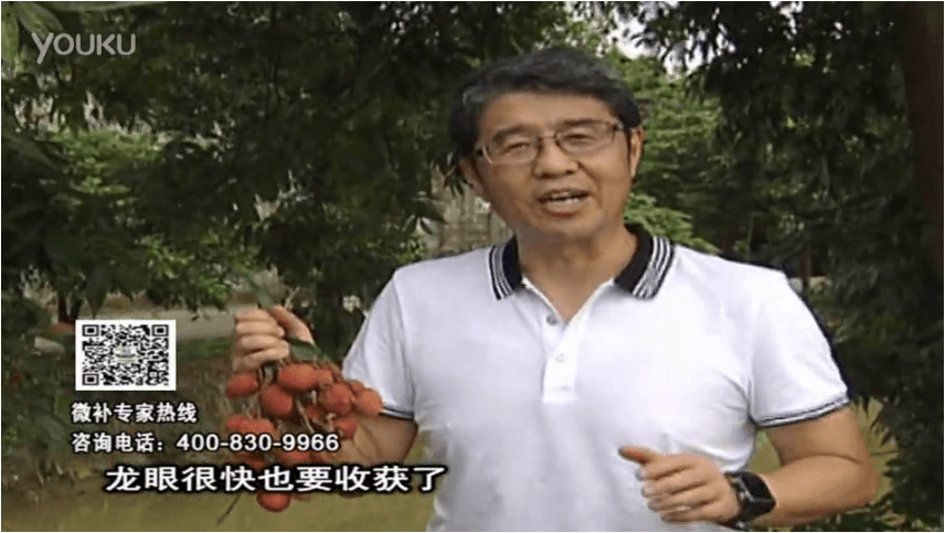 20160627珠江臺搖錢樹：荔枝轉色葉噴微補紅果力+蓋力，補充磷鉀鈣，著色增甜果硬