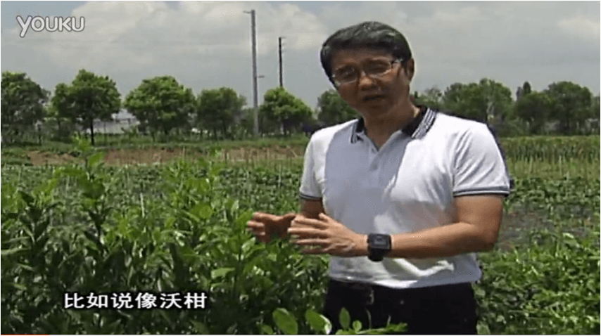 20160627珠江臺(tái)搖錢樹：柑橘減少黃葉花葉，淋微補(bǔ)根力鈣+沖力鎂、噴微補(bǔ)碧力