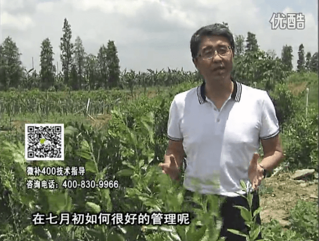 20160704珠江臺(tái)搖錢樹：柑橘淋微補(bǔ)根力鈣+沖力鎂+全力，秋梢整齊健壯、梢果同長