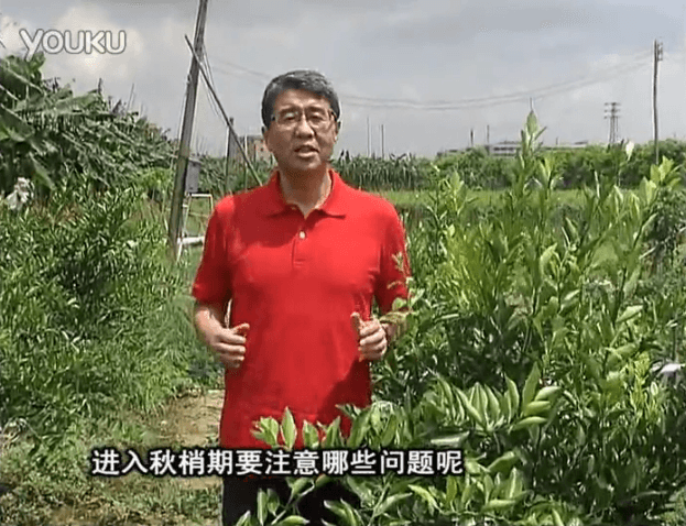 20160711珠江臺(tái)搖錢樹：預(yù)防柑橘秋梢發(fā)黃、不轉(zhuǎn)綠，用微補(bǔ)秋梢肥方案