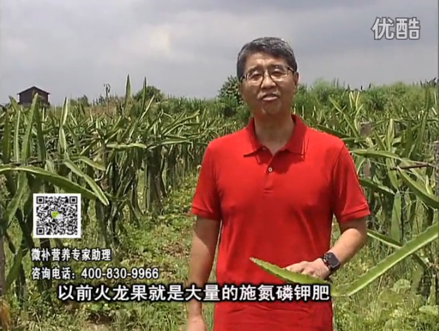 20160711珠江臺搖錢樹：火龍果用微補方案，開花坐果好，果實膨大品質高