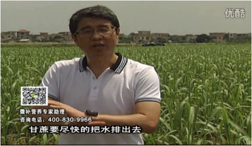 20160620珠江臺搖錢樹：甘蔗雨多漚根？淋微補根力鈣+精力、噴果力+壯力，促根壯長、甘蔗起灰好
