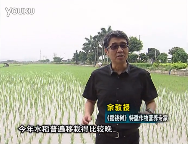 20160530珠江臺搖錢樹：水稻撒微補倍力、噴苗力，返青分蘗好，產(chǎn)量高