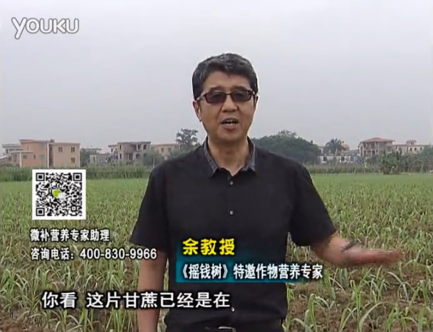 20160530珠江臺搖錢樹：甘蔗促根壯苗長勢好，淋沖微補根力鈣+精力、撒倍力