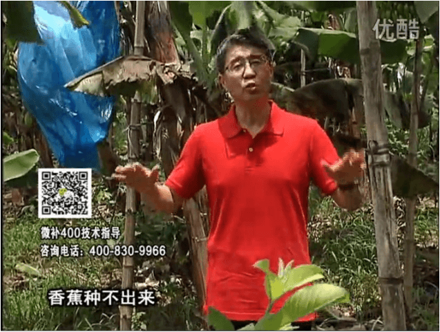 20160725珠江臺搖錢樹：香蕉用微補方案，調酸防黃化、膨果壯蕉好