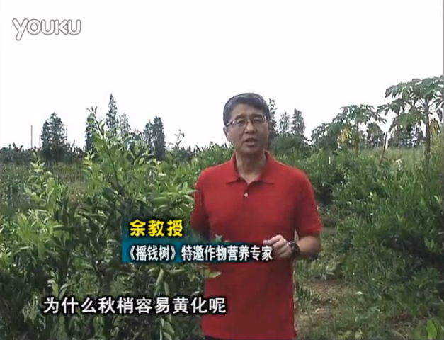 20160725珠江臺(tái)搖錢樹：柑橘淋微補(bǔ)調(diào)力，調(diào)酸預(yù)防秋梢黃化、促進(jìn)果實(shí)膨大