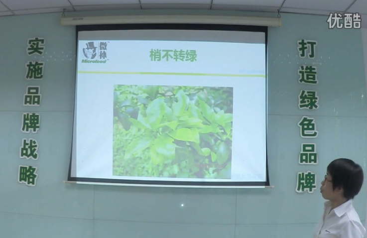 柑橘-預(yù)防秋梢黃、梢不出，如何放梢保樹好？微補講座