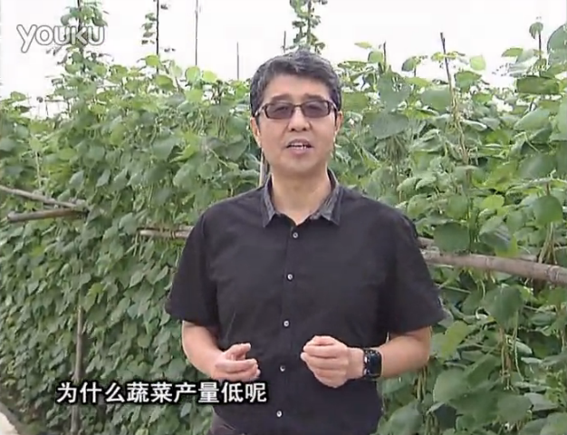20160502珠江臺搖錢樹：雨水天多蔬菜漚根沒產(chǎn)怎么辦？撒微補倍力，噴花力+果力，提高坐果產(chǎn)量