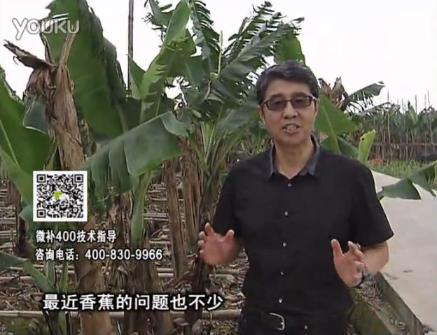 20160502珠江臺搖錢樹：香蕉撒微補倍力、噴果力+碧力，促根保葉、長勢快