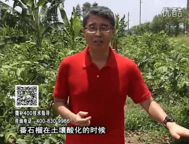 20160808珠江臺搖錢樹：番石榴用微補方案，保葉膨果、增產品質高