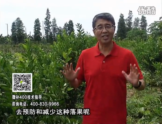 20160808珠江臺(tái)搖錢樹：柑橘噴微補(bǔ)碧力+壯力或蓋力，預(yù)防減少缺鎂落果，果硬膨大好