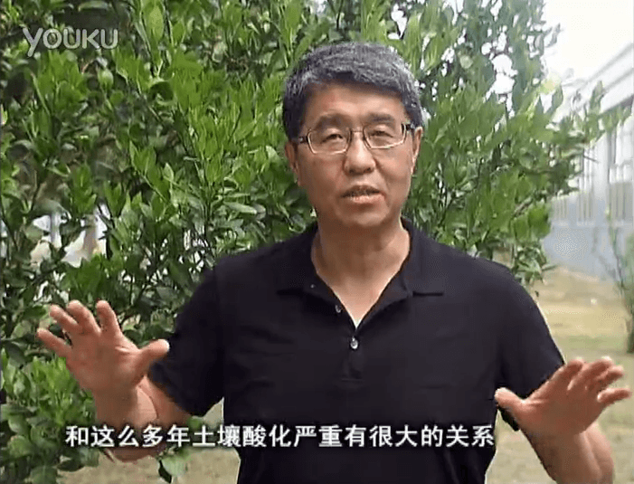 20160905珠江臺(tái)搖錢樹：柑橘秋風(fēng)一吹就黃，調(diào)酸淋沖微補(bǔ)調(diào)力是關(guān)鍵，同時(shí)保樹膨果