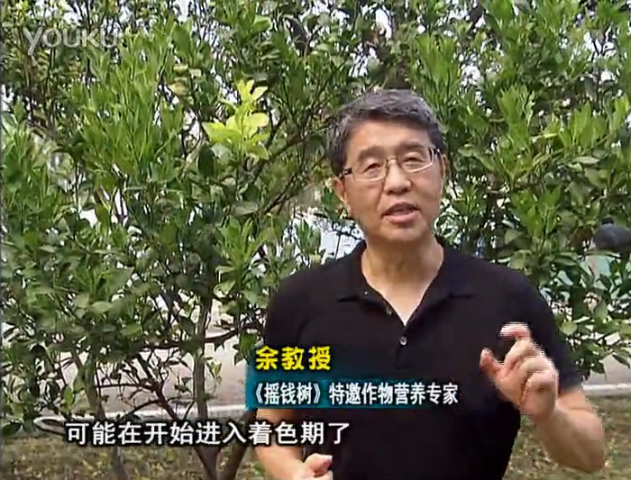 20160912珠江臺(tái)搖錢樹：柑橘用微補(bǔ)方案，果實(shí)著色好，提前促花、預(yù)防落果