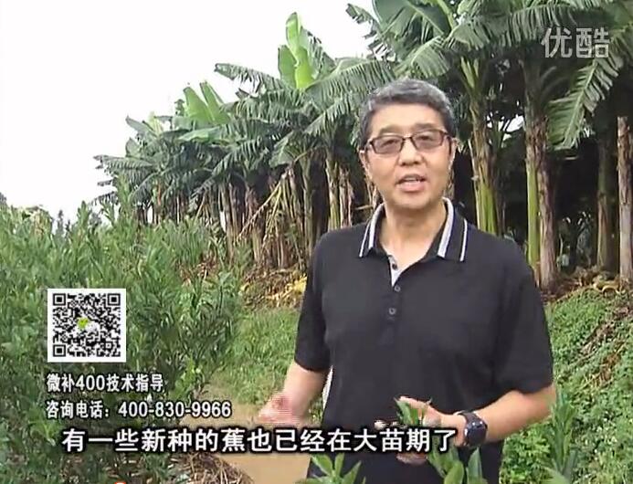 20160919珠江臺搖錢樹：香蕉淋微補根力鈣+沖力或撒倍力，噴果力+碧力，保葉膨蕉壯長