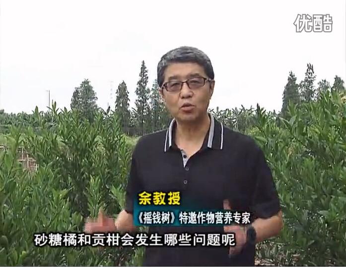 20160919珠江臺(tái)搖錢樹：柑橘用微補(bǔ)方案，減少秋梢落果裂果，保樹膨果好