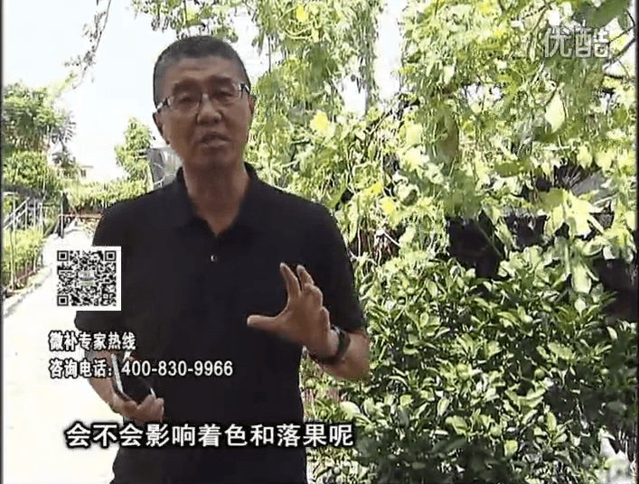 20161010珠江臺(tái)搖錢樹(shù)：柑橘葉噴微補(bǔ)花力+碧力，提前促花、減少梢葉黃