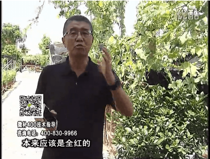 珠江臺(tái)搖錢樹(shù)：柑橘著色葉噴紅果力，著色均勻增甜增重