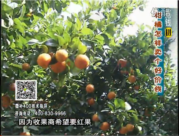 20161107珠江臺(tái)搖錢樹(shù)：柑橘噴施微補(bǔ)紅果力、蓋力，增甜增重賣價(jià)高