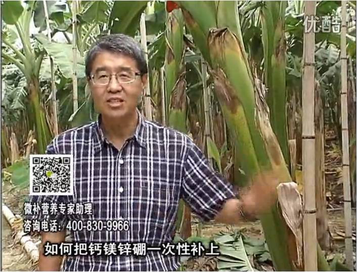 20161121珠江臺搖錢樹：香蕉撒施微補倍力，促根壯長、預防黃葉、提高產量