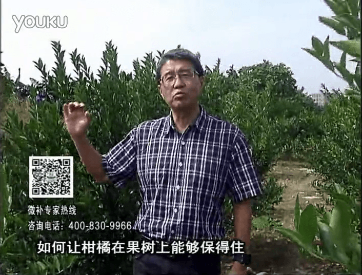 20161128珠江臺(tái)搖錢樹(shù)：柑橘噴微補(bǔ)蓋力、碧力，低溫抗凍，果掛得住，預(yù)防減少采前落果