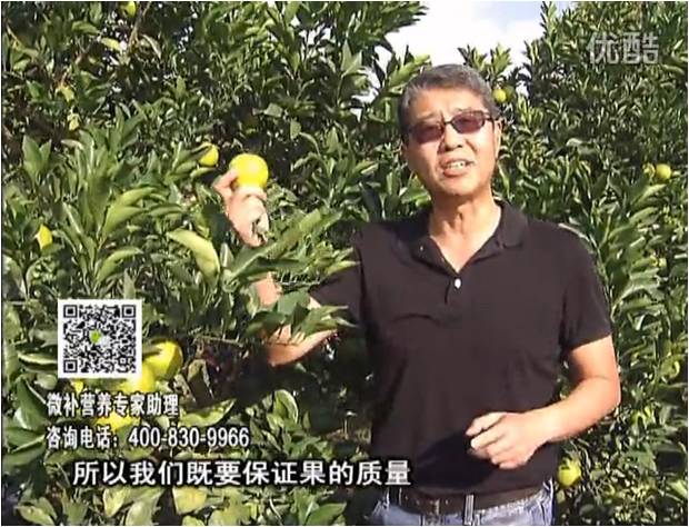 20161212珠江臺(tái)搖錢樹(shù)：紅江橙淋微補(bǔ)根力鈣+沖力，噴紅果力，樹(shù)勢(shì)壯，果品質(zhì)好