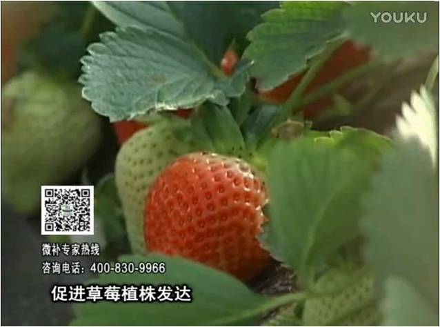 20161219珠江臺搖錢樹：草莓如何壯長、果大品質高？