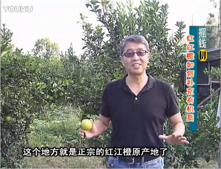 20161219珠江臺(tái)搖錢樹(shù)：紅江橙用微補(bǔ)方案，裂果少、樹(shù)勢(shì)好