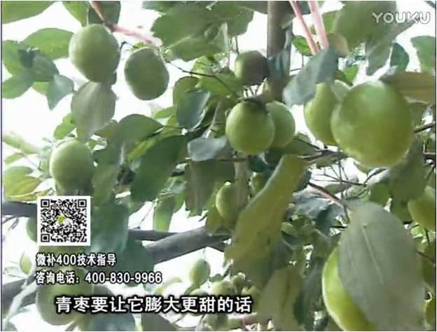 20161226珠江臺搖錢樹：青棗用微補方案，健壯長勢，提高來花坐果