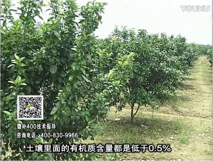 20161226珠江臺(tái)搖錢樹(shù)：柑橘噴微補(bǔ)蓋力防霜凍果、采后促花恢復(fù)樹(shù)勢(shì)撒微補(bǔ)倍力+有機(jī)肥