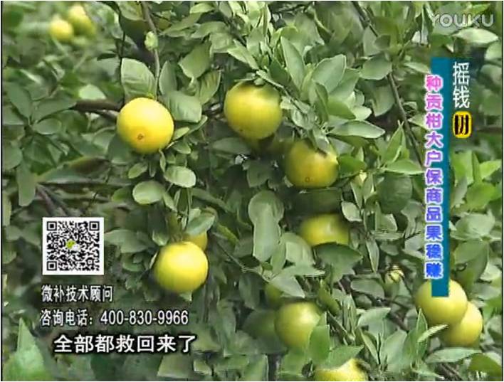 20170102珠江臺(tái)搖錢樹(shù)：柑橘噴微補(bǔ)蓋力防凍抗凍，采后冬肥下微補(bǔ)倍力+有機(jī)肥