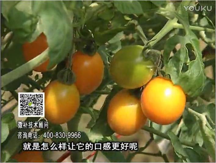 20170102珠江臺搖錢樹：番茄臍腐病、裂果、抗凍如何做？澆施微補根力鈣+精力，葉噴微補葉面肥
