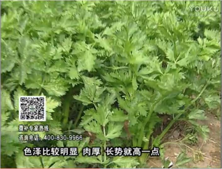 20170109珠江臺搖錢樹：葉菜如何種？長勢好又高產(chǎn)！