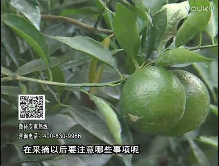 20170109珠江臺(tái)搖錢樹(shù)：新會(huì)柑用微補(bǔ)方案，保樹(shù)好，果品質(zhì)高，年年有收獲