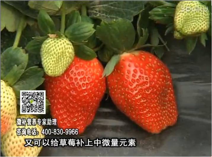 20170123珠江臺搖錢樹：草莓用微補方案，促根苗壯、開花坐果好