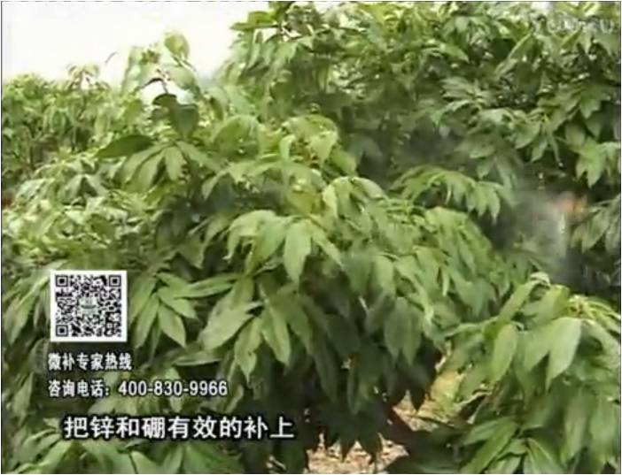 20170213珠江臺搖錢樹：荔枝噴施微補花力+硼力，補充鋅硼健壯來花