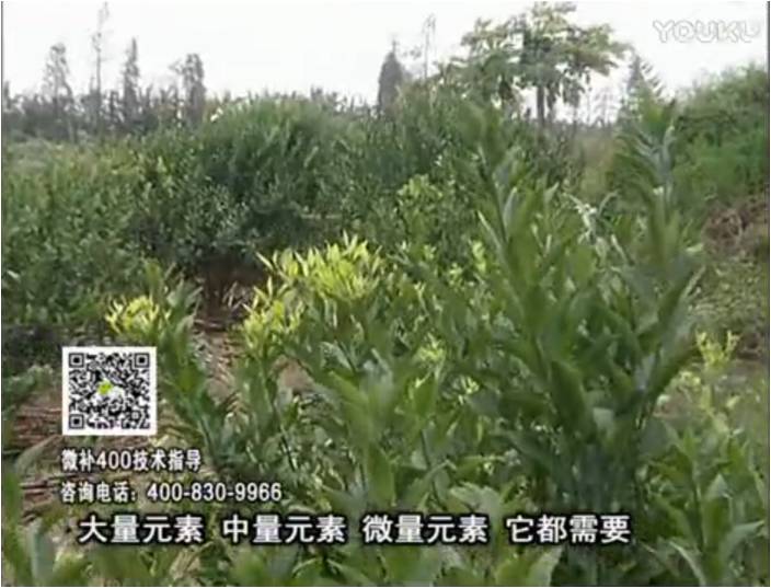 珠江臺(tái)搖錢樹(shù)：柑橘噴施微補(bǔ)花力+硼力，補(bǔ)充鋅硼健壯來(lái)花，利坐果