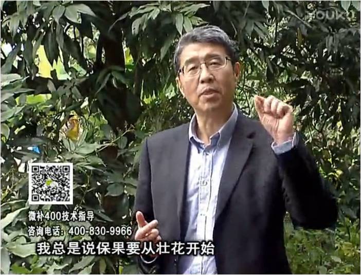 珠江臺搖錢樹：荔枝來花少更要做好壯花，提高坐果，葉噴微補花力+硼力，補鋅
